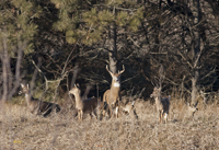 Buck and Harem 5698